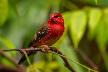 The red avadavat, red munia or strawberry finch, is a sparrow-sized bird of the family Estrildidae. It is found in the open fields and grasslands of tropical Asia and is popular as a cage bird
