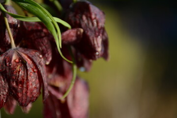 Burgundy chequered lily (fritillaria meleagris) flowers on blurred background