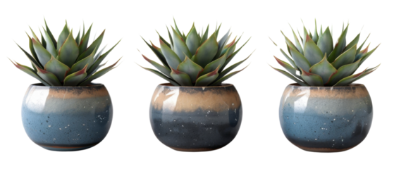 Set of suculent plant in vase on transparent background