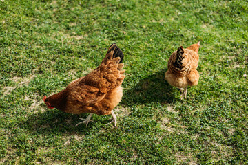 Free range chickens on a lawn pecking the ground outside a farm. Golden Comet Chicken. Hens free...