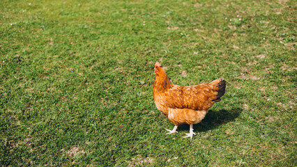 Free range chicken on a lawn pecking the ground outside a farm. Golden Comet Chicken. Hen free...