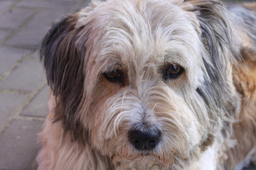 Old shaggy dog ​​with sad look