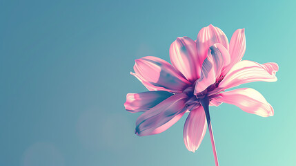 Fototapeta premium Beautiful colorful flower backgrounds are used for presentations or framed photos. Text background