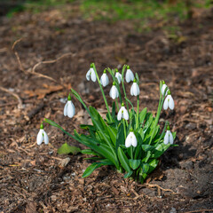 Galanthus nivalis - early blooming spring flowers, primroses - ephemeroids, Ukraine
