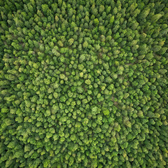 Top down view of forest tree tops - tree texture background