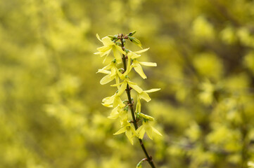Forsythia intermedia yellow flowering plant, ornamental flowers in bloom, beautiful springtime shrub full of flowers