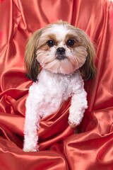 Cute little Shima dog portrait.
