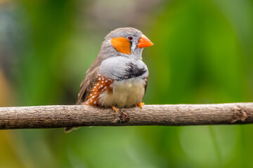 The zebra finches are two species of estrildid finch in the genus Taeniopygia found in Australia and Indonesia.