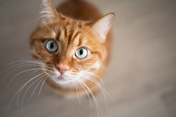 Funny ginger cat with green eyes watching in the camera