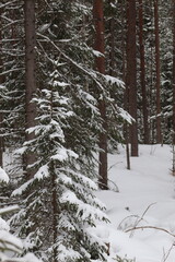 Small winter trees in the forest. Berry trees, spruce, pine.