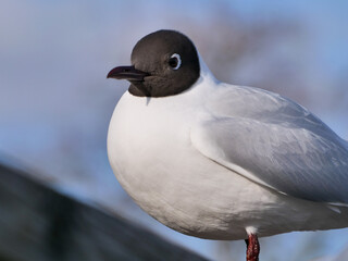 black headed gull