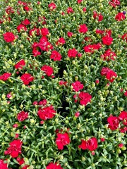 Table of red blooming dianthus flowers for sale at garden center in spring - 778385459