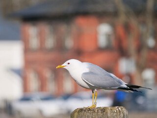 seagull on the pier