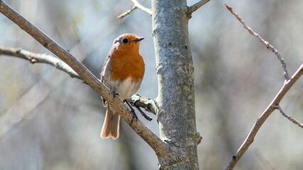 robin perched on a branch