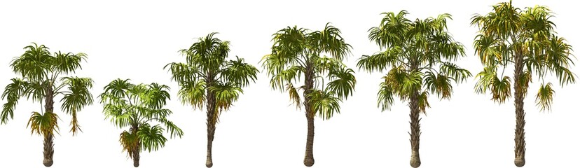 bay palmetto palm hq arch viz cutout palmtree plants