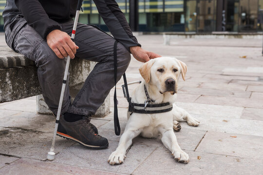 Male person sitting on the bench and gently petting a guide dog sitting next to his legs. Service and assistance animals concept.