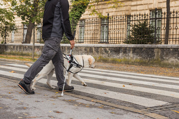 Guide dog helping a visually impaired man to cross the street at the pedestrian crossing. Concepts...