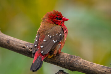 The red avadavat, red munia or strawberry finch, is a sparrow-sized bird of the family Estrildidae. It is found in the open fields and grasslands of tropical Asia and is popular as a cage bird
