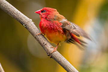 The red avadavat, red munia or strawberry finch, is a sparrow-sized bird of the family Estrildidae....