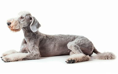 Captured in a moment of repose, a Bedlington Terrier lies down, its soft coat and peaceful expression set against a pure white backdrop.