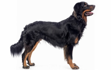The side view of a poised Beauceron dog, isolated on a white backdrop, displays its strong physique and attentive stance, characteristic of this herding breed. - obrazy, fototapety, plakaty