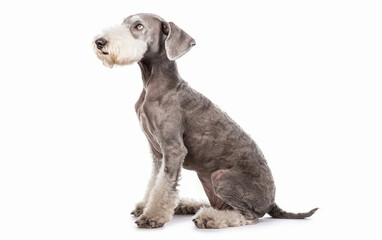 Gracefully sitting, this Bedlington Terrier's lithe build and soft, curly coat are showcased against a flawless white canvas.