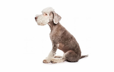 Gracefully sitting, this Bedlington Terrier's lithe build and soft, curly coat are showcased against a flawless white canvas.