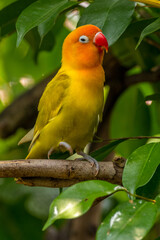 A lovebird (Agapornis) is a type of parrot. There are nine species. They are a social and affectionate small parrot.