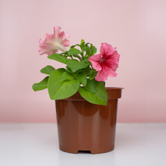 Pink petunia with a red core in a brown pot. Flower seedlings for the garden. Gardening and agriculture. Planting material. Hobby: growing plants from seeds. Pink background