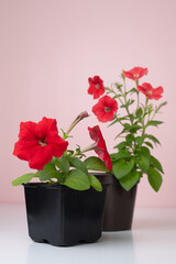 Red petunia. Hanging and bush flowers in containers. Flower seedlings for the garden. Gardening and agriculture. Planting material. Hobby: growing plants from seeds
