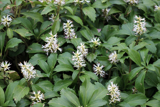 In the garden there is a valuable groundcover dwarf semi-shrub Pachysandra terminalis