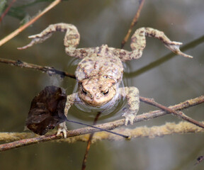 Common toad frog (Bufo bufo) in the wild