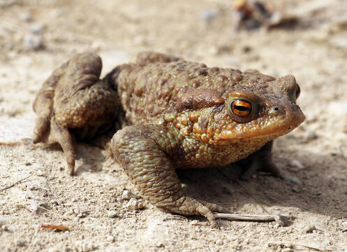 Common toad frog (Bufo bufo) in the wild