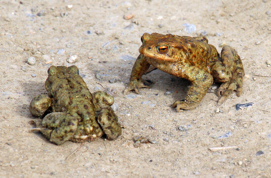 Common toad frog (Bufo bufo) in the wild