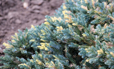 Dwarf form of flaky juniper ( (Juniperus squamata)