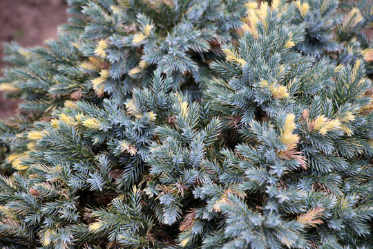 Dwarf form of flaky juniper ( (Juniperus squamata)