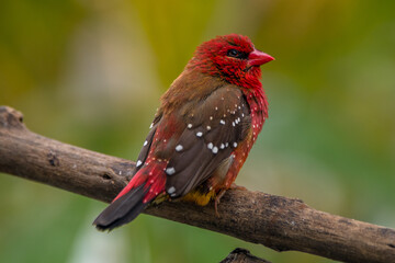 The red avadavat, red munia or strawberry finch, is a sparrow-sized bird of the family Estrildidae....