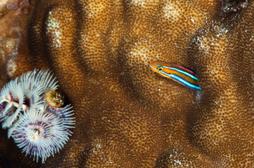 A beautiful picture of a tube worm blenny