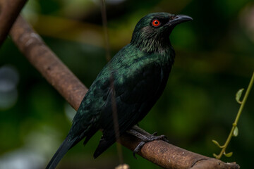 The Asian glossy starling (Aplonis panayensis) is a species of starling in the family Sturnidae. It is found in Bangladesh, Brunei, India, Indonesia