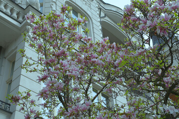 Blooming magnolia in combination with a white facade