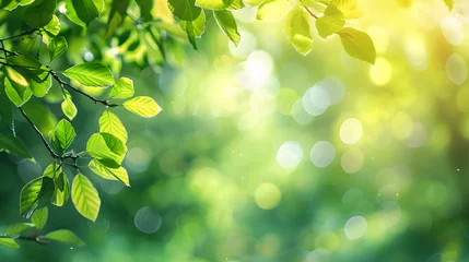 Foto op Canvas Green leaves background banner with copy space for spring or summer nature concept. Blurred sunny green leaves in a forest. Eco friendly natural environment landscape banner © Oleksandr