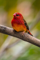 The red avadavat, red munia or strawberry finch, is a sparrow-sized bird of the family Estrildidae. It is found in the open fields and grasslands of tropical Asia and is popular as a cage bird