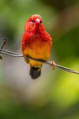 The red avadavat, red munia or strawberry finch, is a sparrow-sized bird of the family Estrildidae. It is found in the open fields and grasslands of tropical Asia and is popular as a cage bird