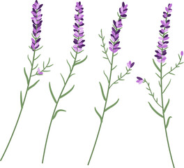 Fototapeta na wymiar vector lavender flower set