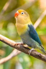 A lovebird (Agapornis) is a type of parrot. There are nine species. They are a social and affectionate small parrot.