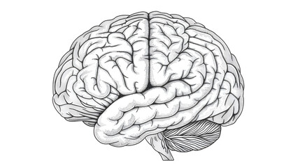 Top view of the human brain in a vector illustration on a white background in the style of an engraving. An engraved black and white line art illustration of the neural system in a simplified design 
