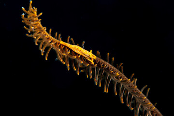 A picture of a Feather star shrimp