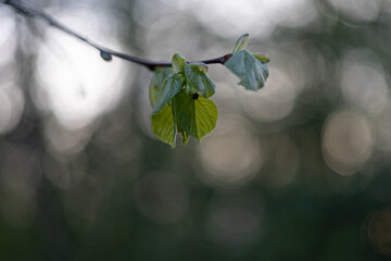liście wiosna spring leaves - obrazy, fototapety, plakaty