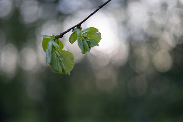 Obrazy na Plexi  spring leaves liście wiosna
