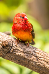 The red avadavat, red munia or strawberry finch, is a sparrow-sized bird of the family Estrildidae. It is found in the open fields and grasslands of tropical Asia and is popular as a cage bird